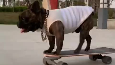 Puppy skateboarding is so much fun