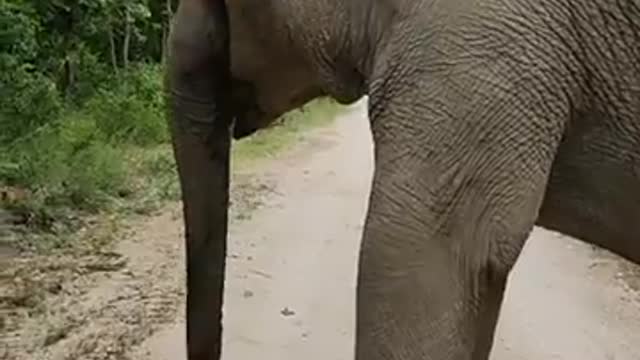 Clever elephant can listen to the caregiver for making sound