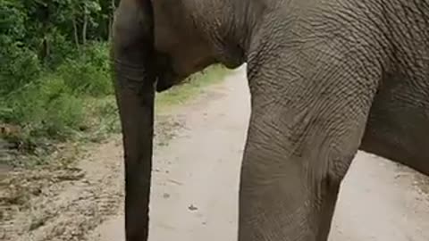 Clever elephant can listen to the caregiver for making sound