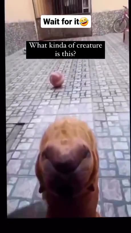 #Guessing #Game Can You See it?