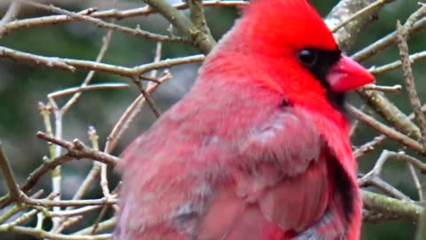 Cardinal