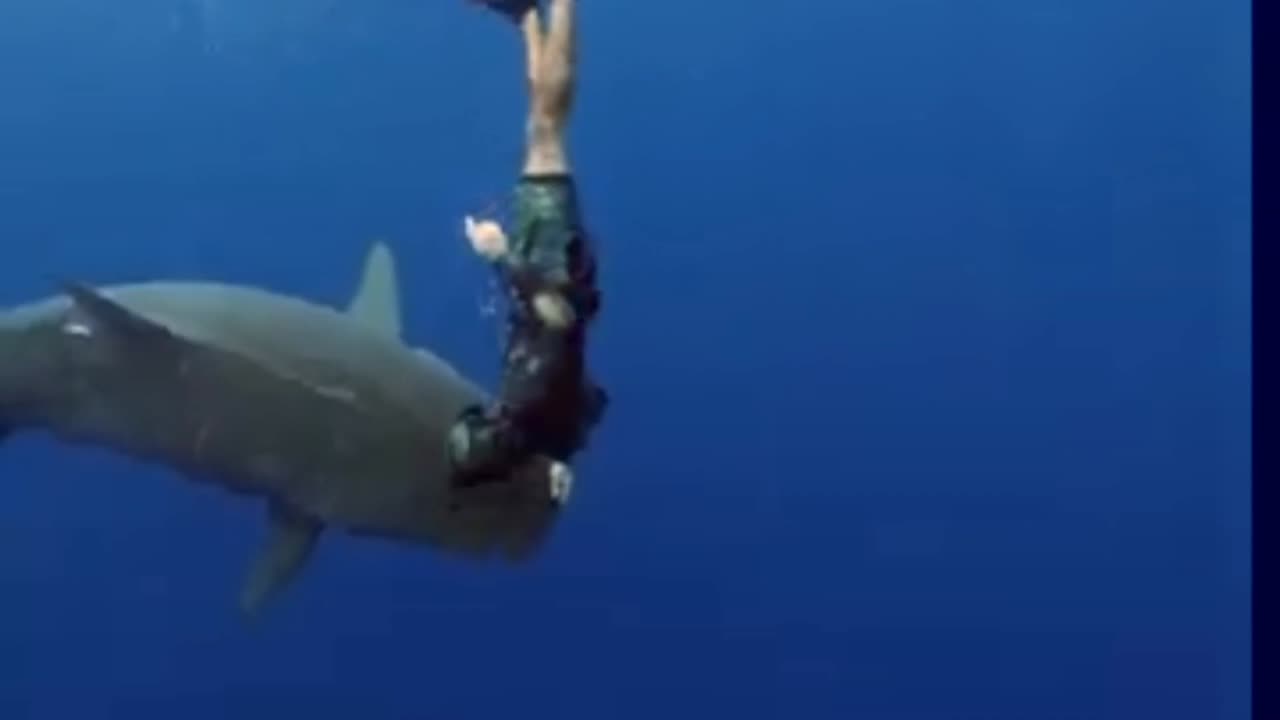 Diving with a shark 🦈