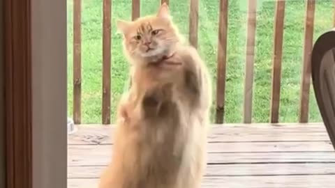 Seconds after the cat asked to be let out 🤣