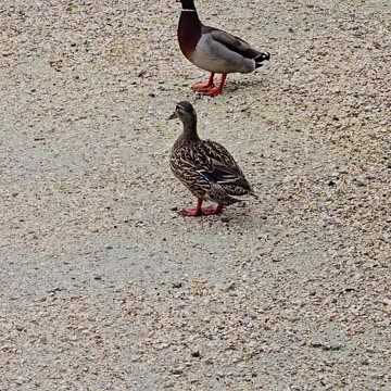 Ducks filmed in passing / pair of ducks.