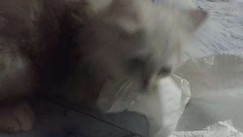 Maggi Delight - A Siberian-Persian Cat