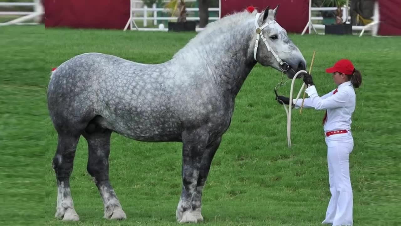 Most Powerful Horse Breed in the world