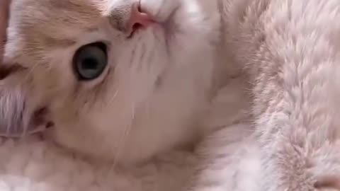 Funny Pet animal videos 🤣🤣