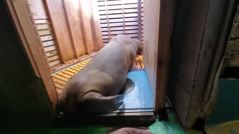 Cute walrus animal