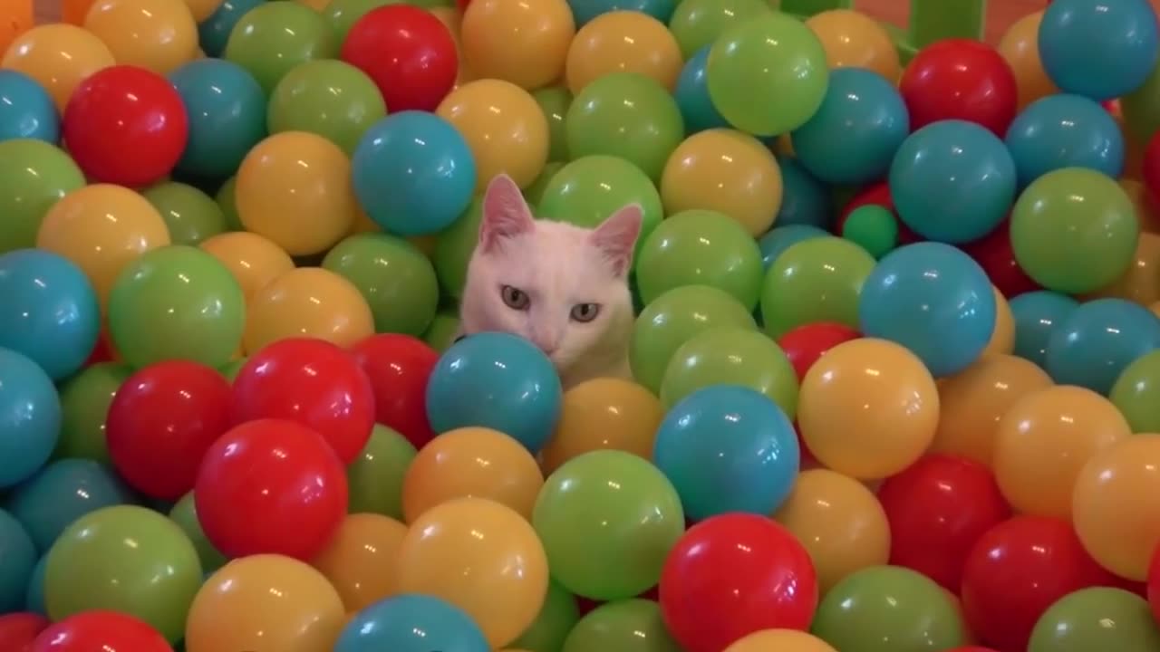 Cats and 1000 balls in a ball pit