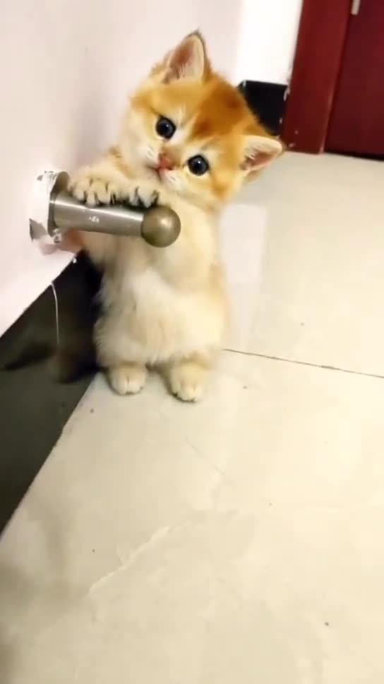 Cute and Beautiful kitten