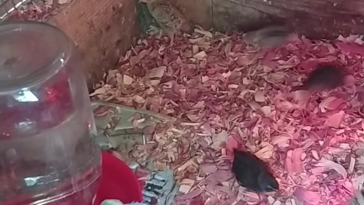 Cute Little Button Quail