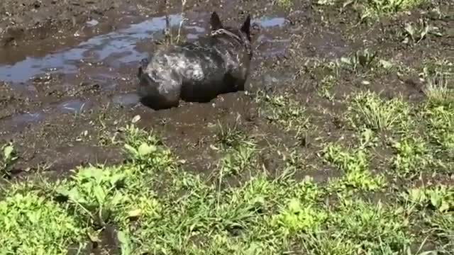 Play in the mud puddle