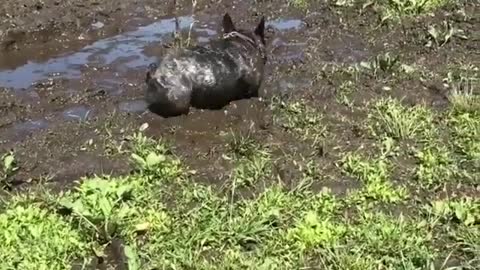 Play in the mud puddle