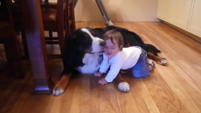 Cute Bernese Mountain Dog please with his Baby Friend