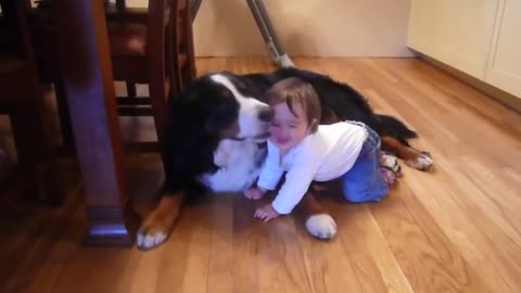 Cute Bernese Mountain Dog please with his Baby Friend