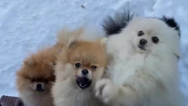 Adorable puppies playing in snow.