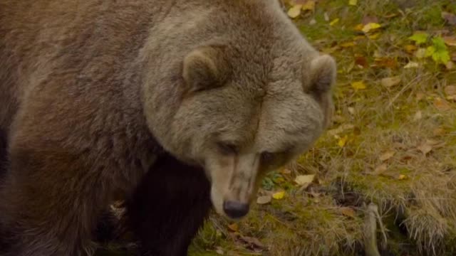 Brown Bears in Northern Climates Will Go Into a Winter Dormancy