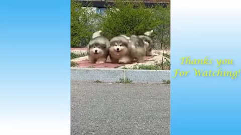 Funny Animals