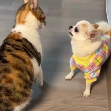 WWE fight between cat and puppy