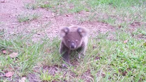 Koala baby rescue