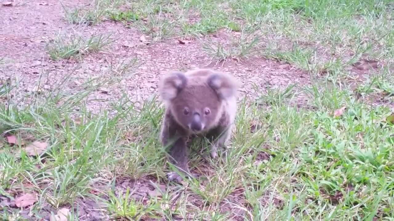 Koala baby rescue