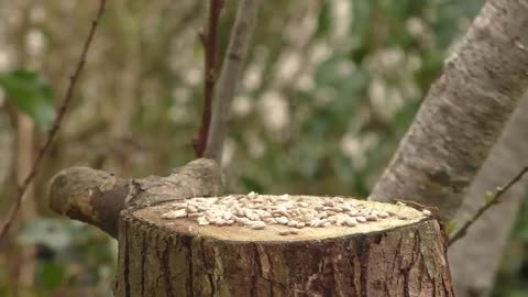 Bird Sounds Spectacular - Morning Bird Song: The Untold Story