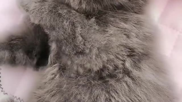 OMG So Cute Cats ♥ Best Funny Cat ❤️🐈Videos 2021 #shorts