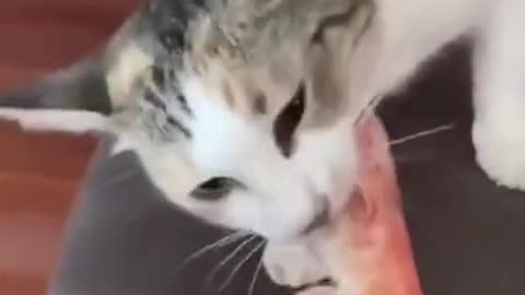 Cute pet cat---this reaction is too big
