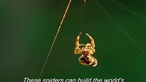 Spider Solitar