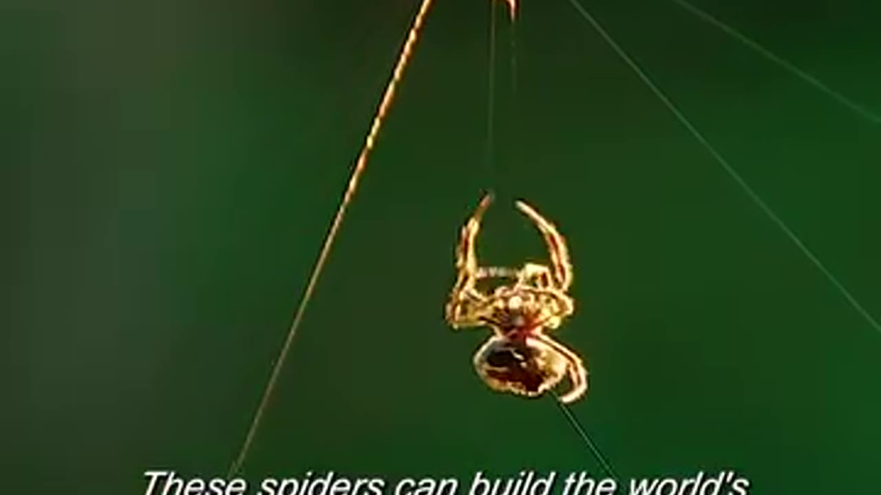 Spider Solitar