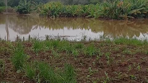 Rio forqueta cheio perto de casa