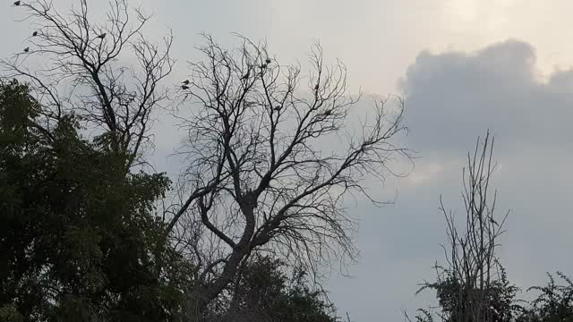 Birds on Trees at sunset