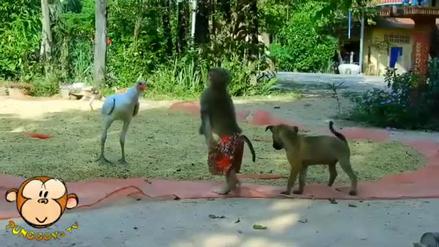 Playful Young Monkey Bully the Chicken )