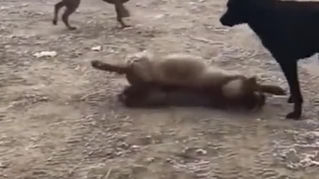 limping across