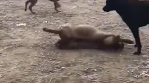 limping across