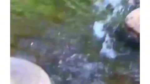 Funny video