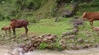 Cow Bounds Around During River Crossing