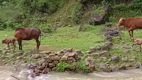 Cow Bounds Around During River Crossing