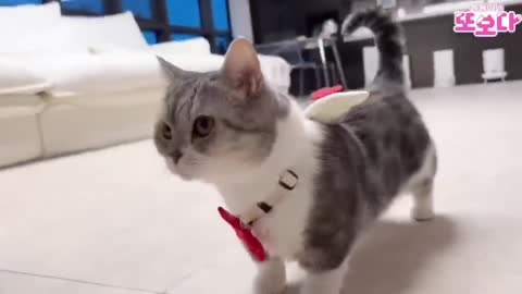 Daily walks for cute kittens.