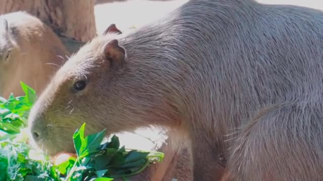 capybara