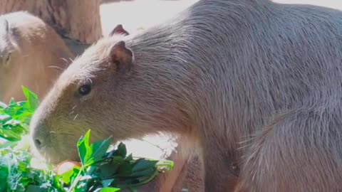 capybara