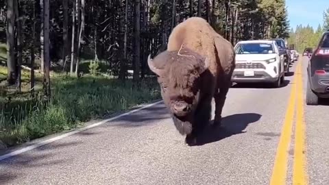 The scale of a bison casually walking in the traffic.