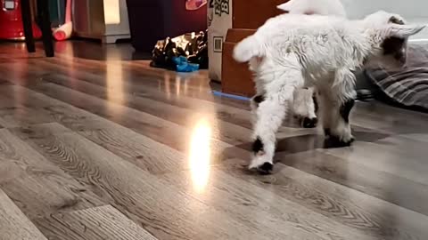 Tiny Goat Tap Dances