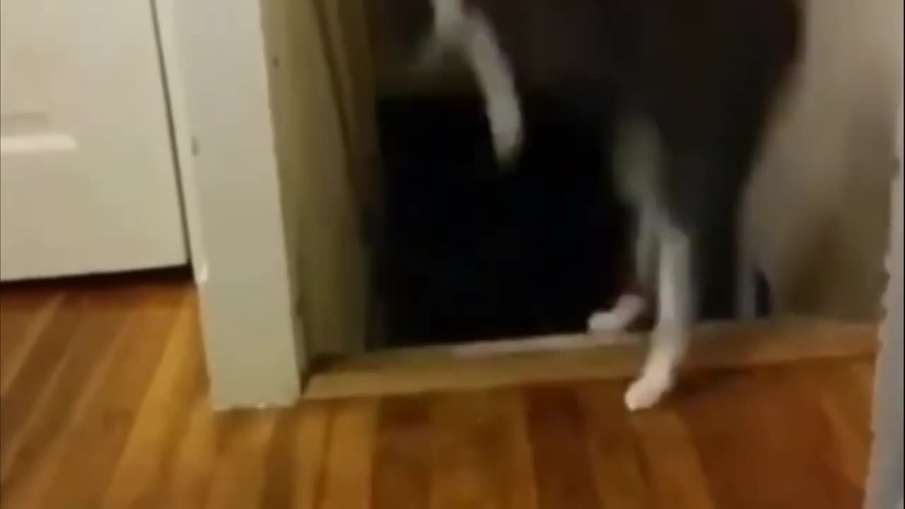 fun with cat