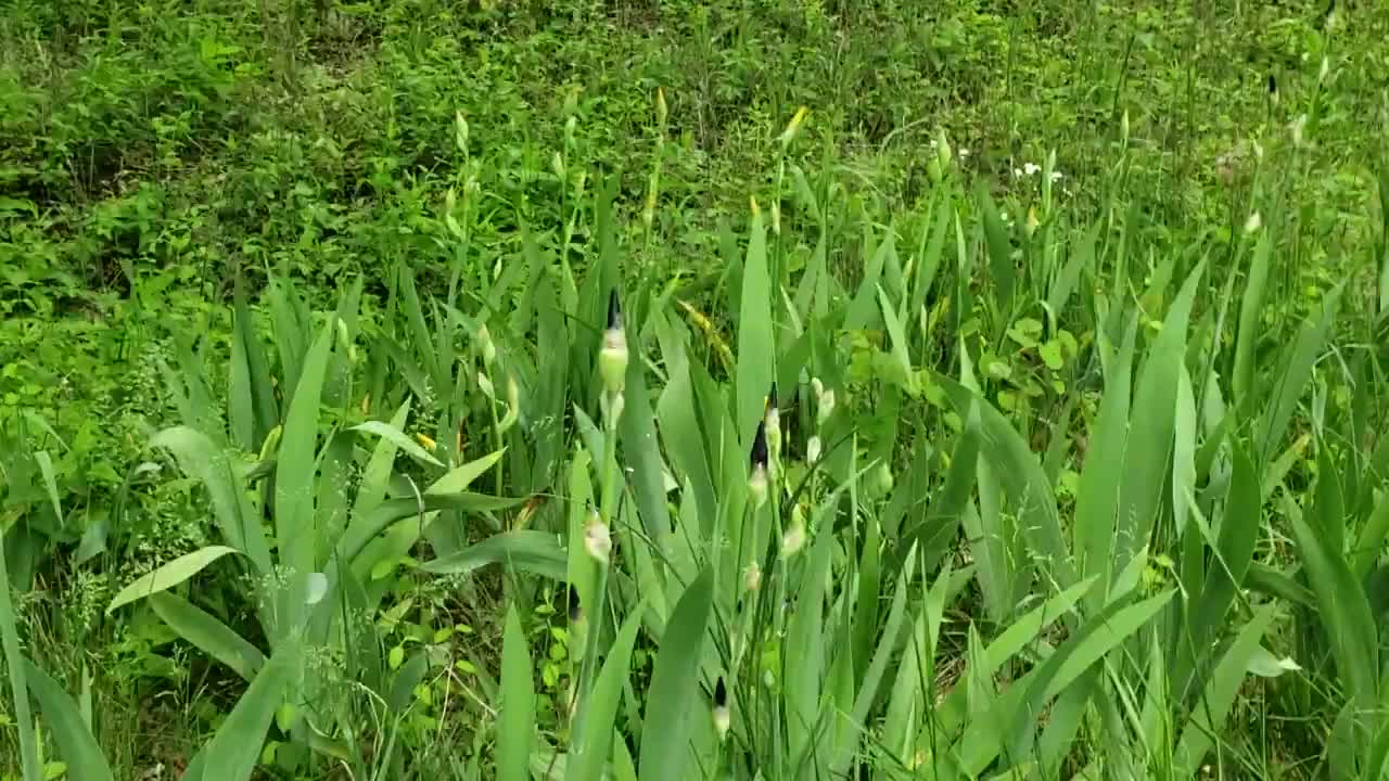 Iris are starting to bloom 2019