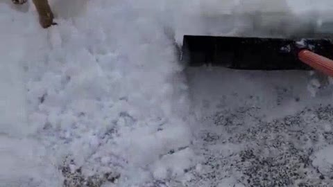 1910# Shoveling Snow with a puppy