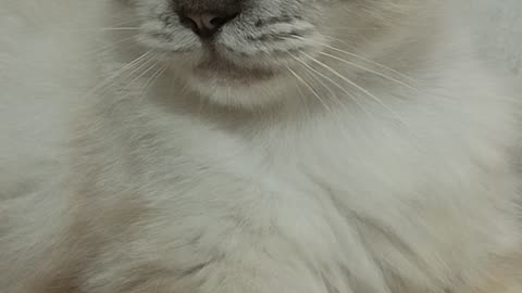 Snowballtheangelcat