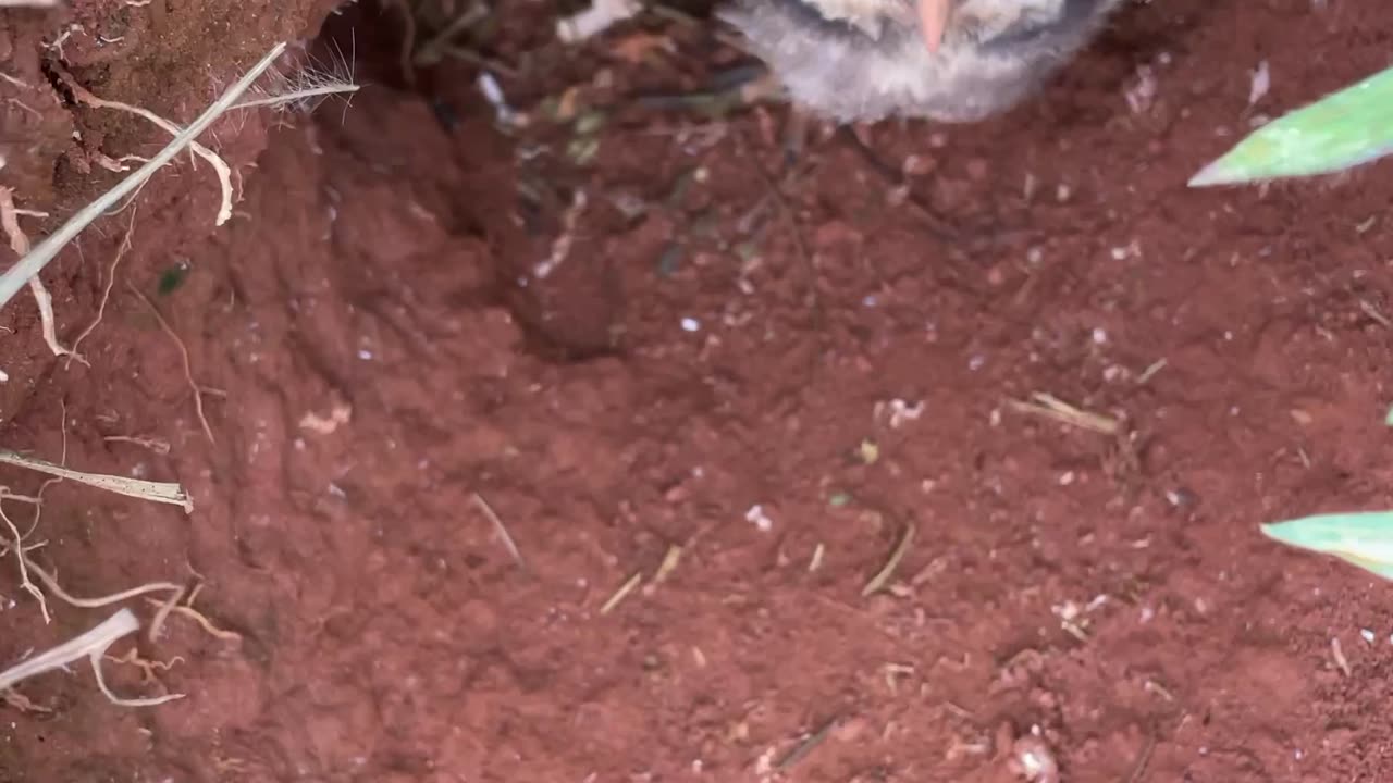 Taking a Peek at Burrowing Owl Chicks