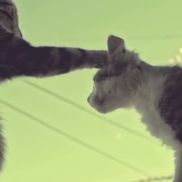 Cats Felines Window Sill Pets Cute Animals