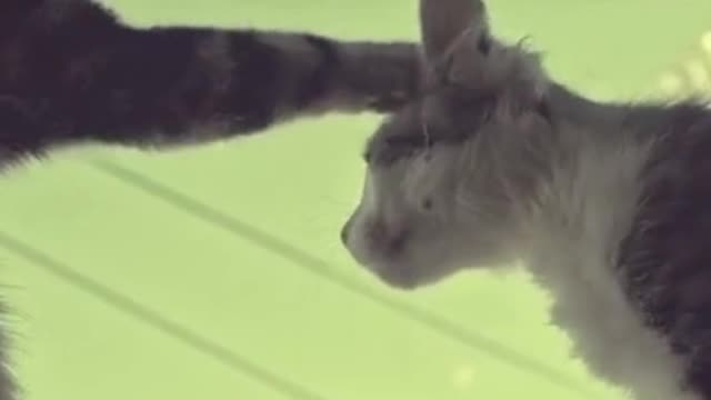 Cats Felines Window Sill Pets Cute Animals